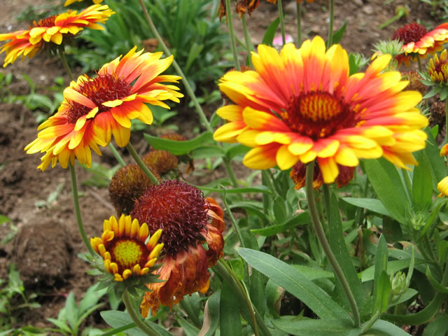 رعنازیبا قرمز